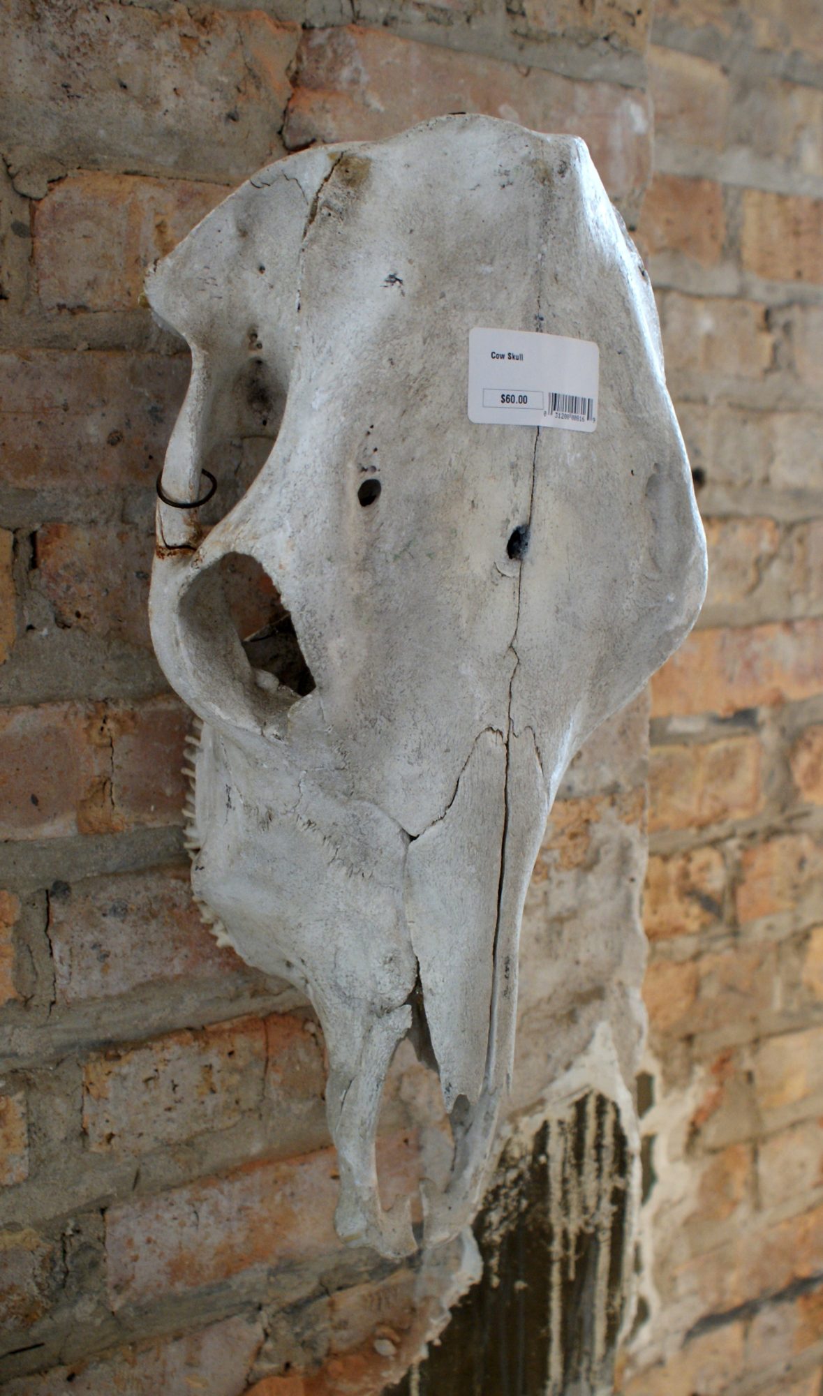 Cow Skull