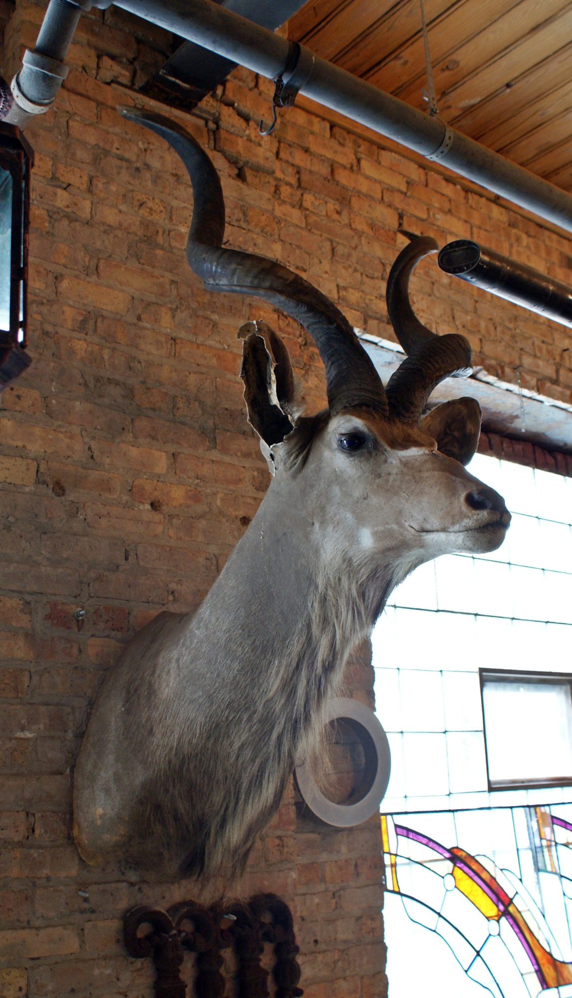 African Kudu Taxidermy