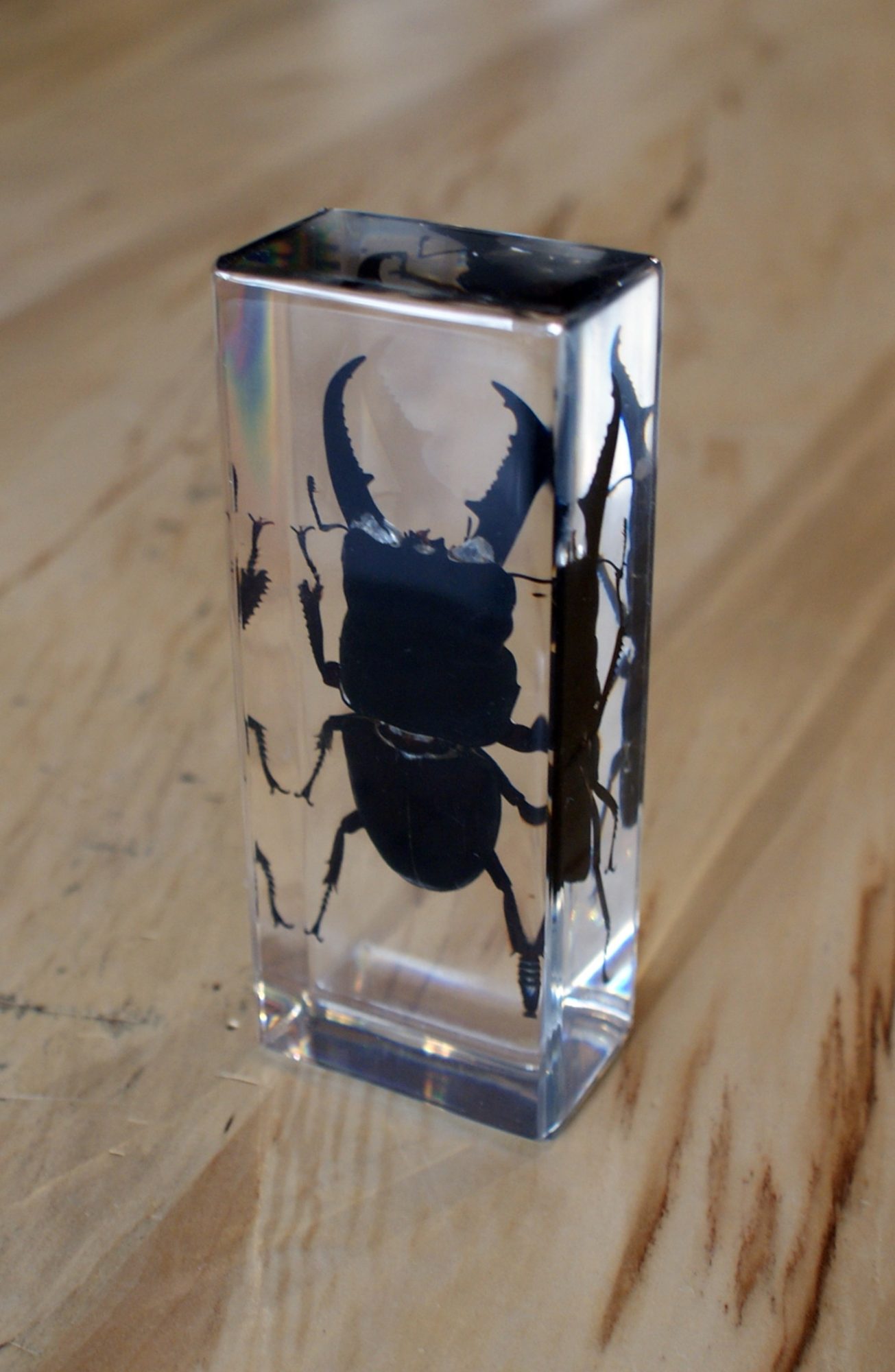 Stag Beetle in Resin