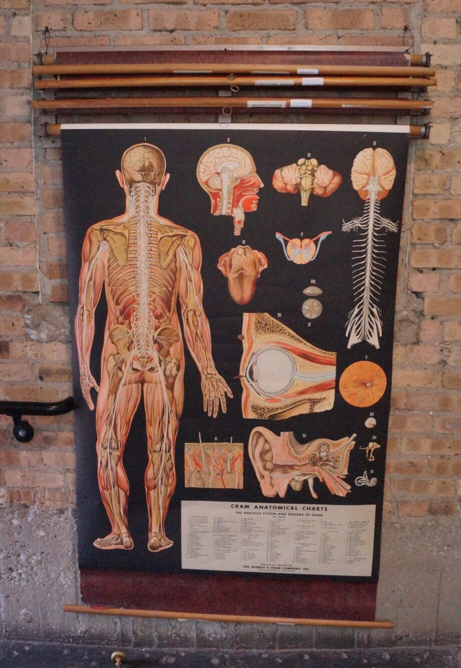 Vintage Cram Anatomical Chart