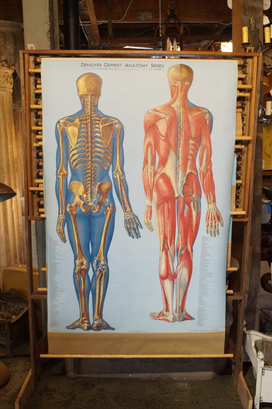 Vintage Denoyer Geppert Anatomical Chart