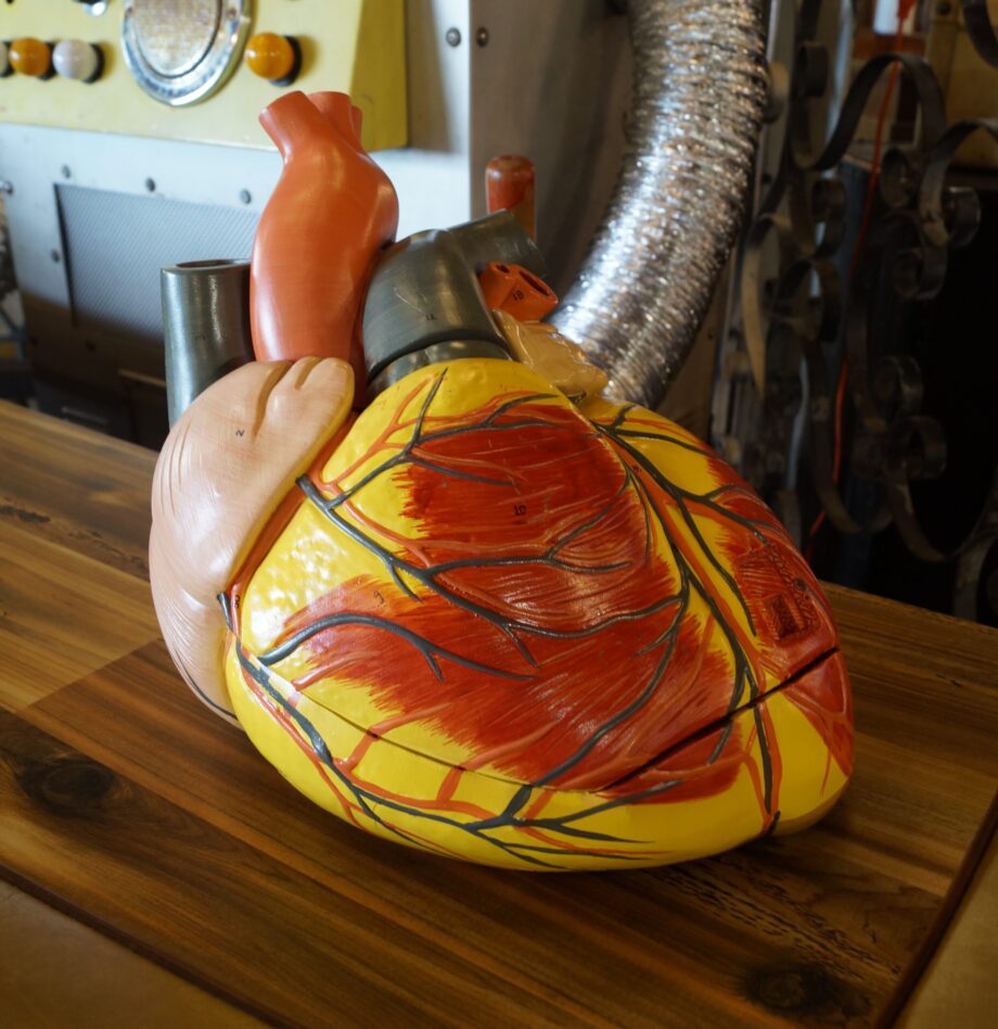 Axis Scientific Anatomical Heart Model