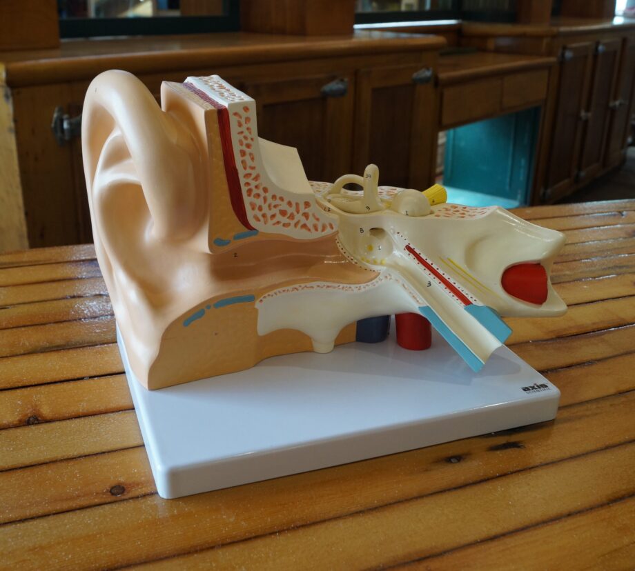 Axis Scientific Anatomical Ear Model