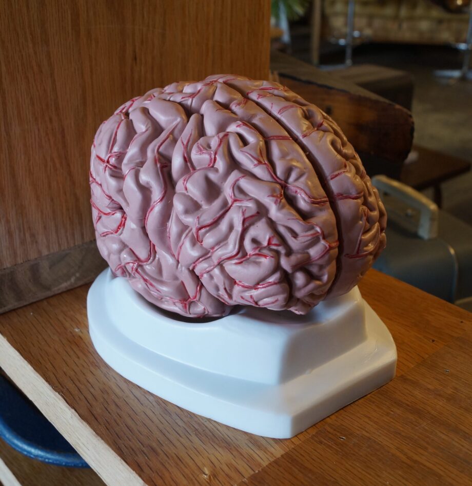 Axis Scientific Anatomical Brain Model